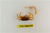 藏品(乳白南方招潮蟹)的圖片